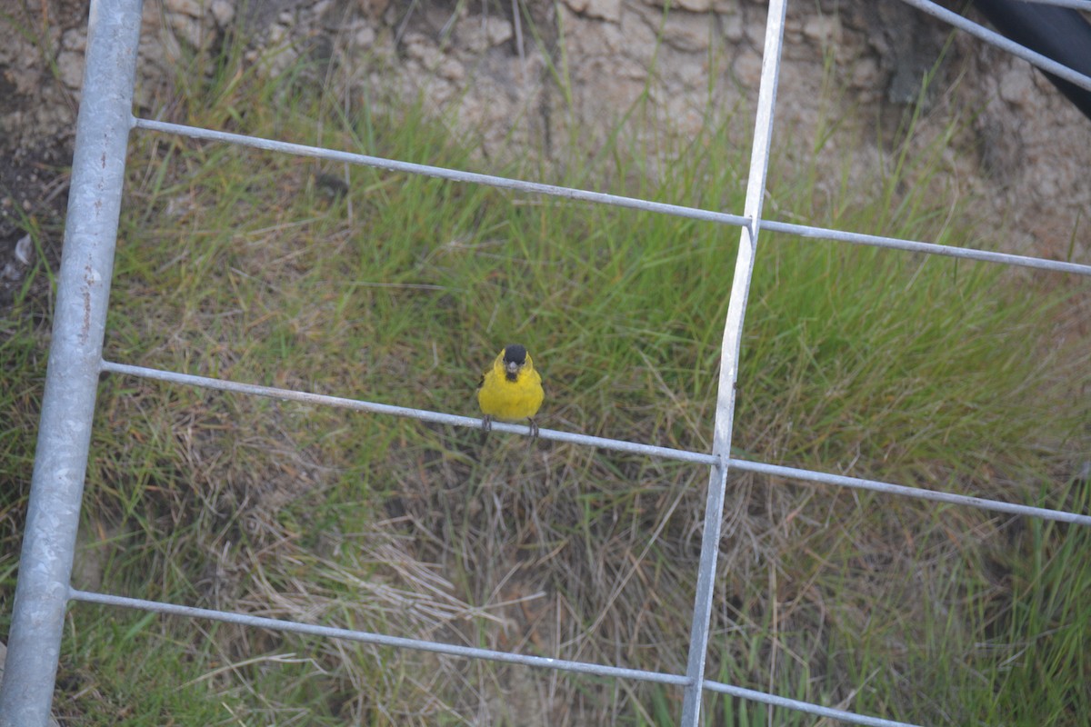 Black-chinned Siskin - ML646655747