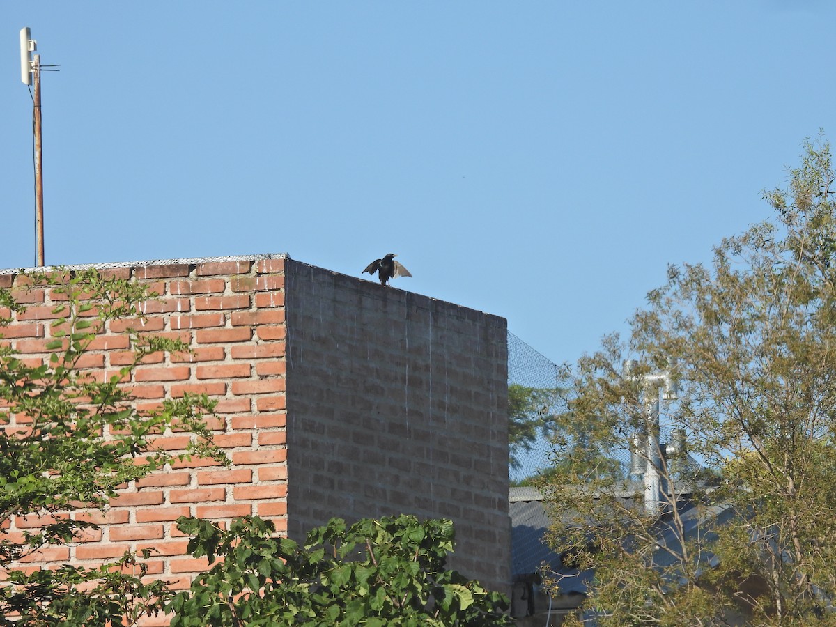 European Starling - ML646655750