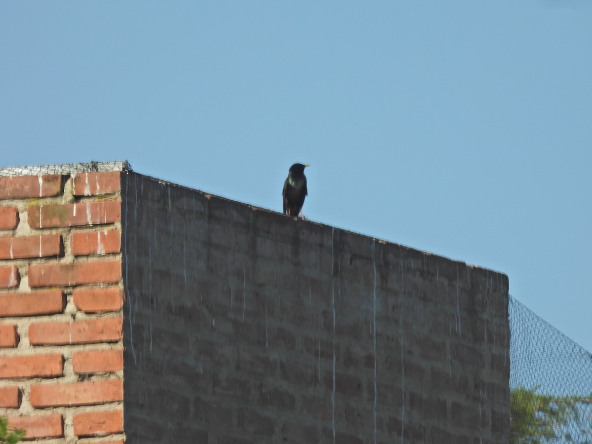 European Starling - ML646655751