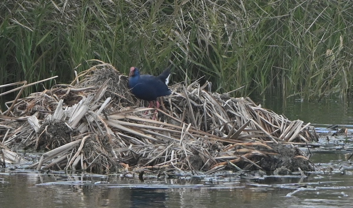 Western Swamphen - ML646655758