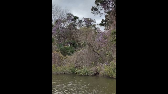 White Ibis - ML646655760