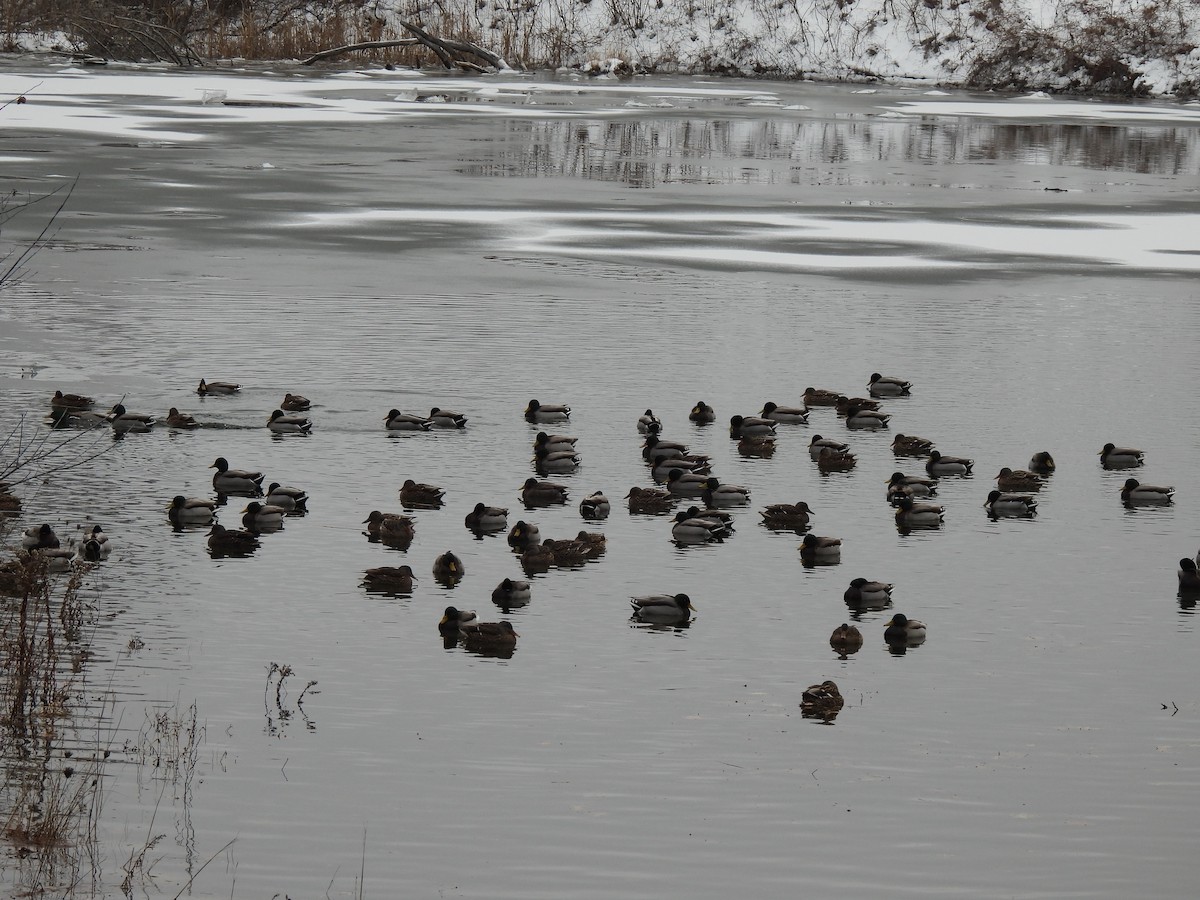 Germano reale - ML646655766