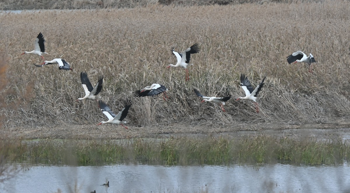 White Stork - ML646655767