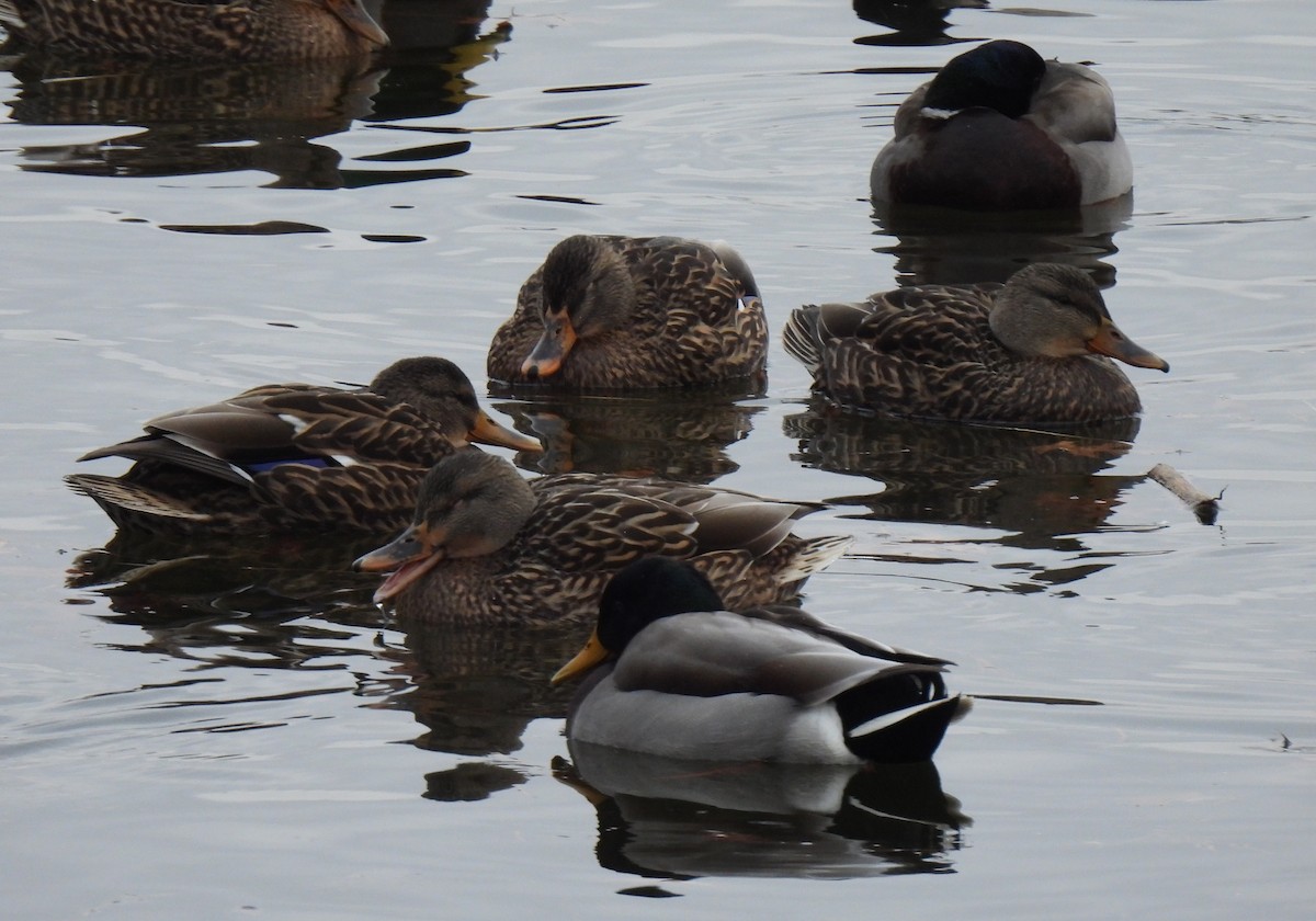 Germano reale - ML646655768