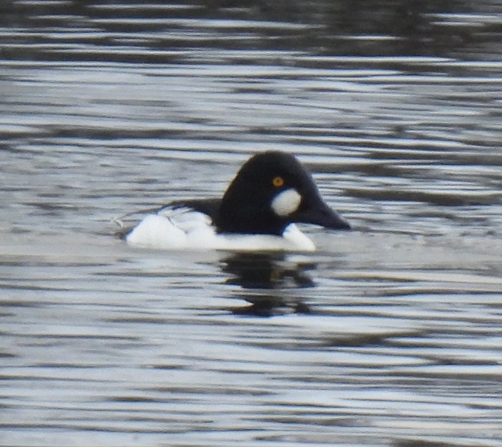 Quattrocchi - ML646655775