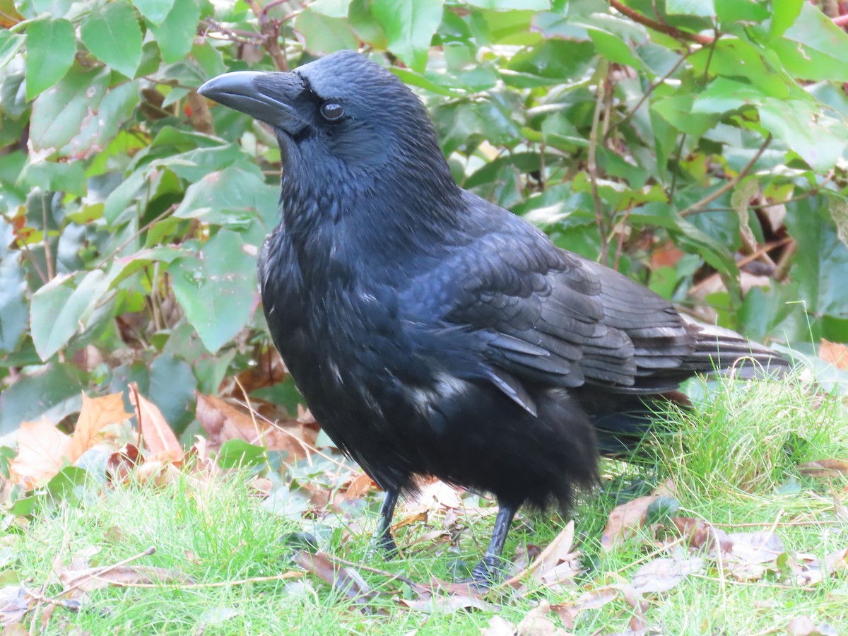 Carrion Crow - ML646655779