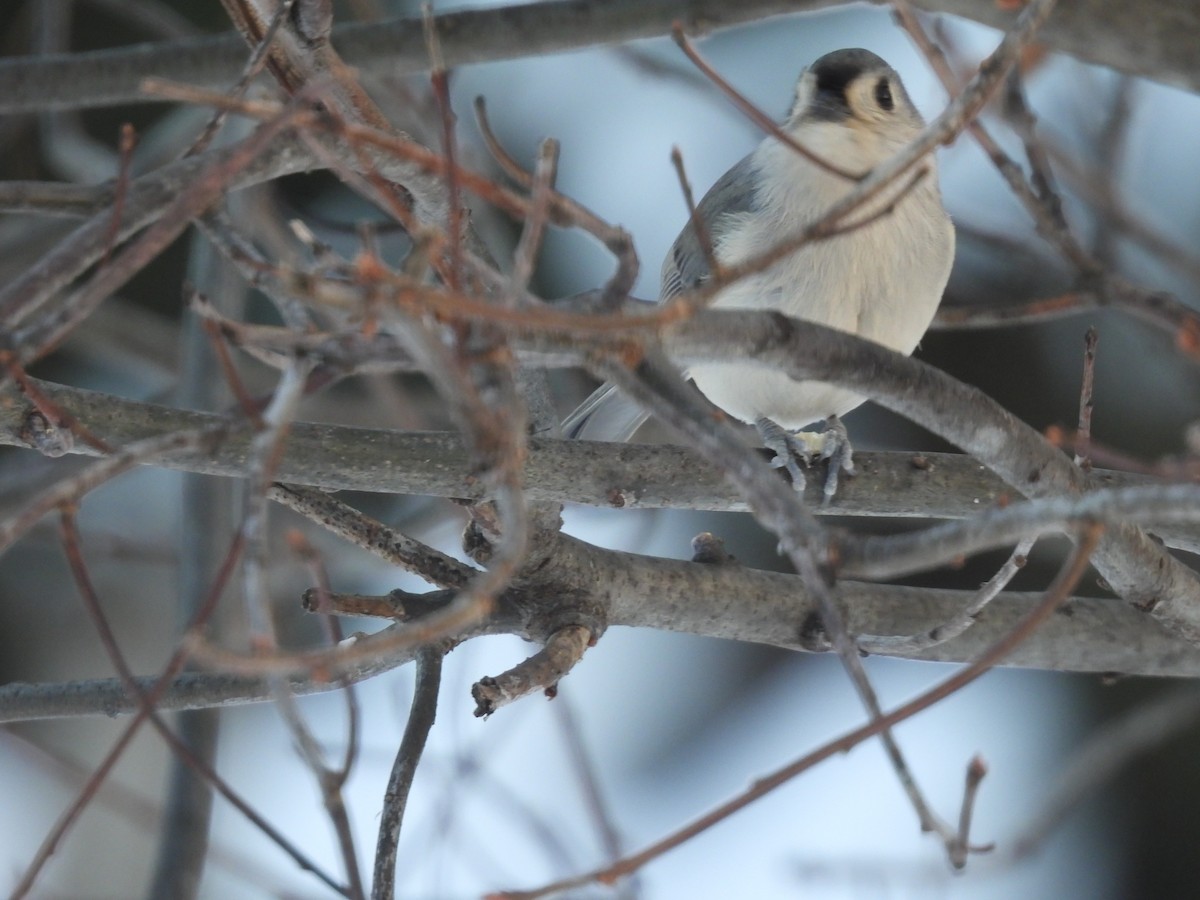 Tufted Titmouse - ML646655783
