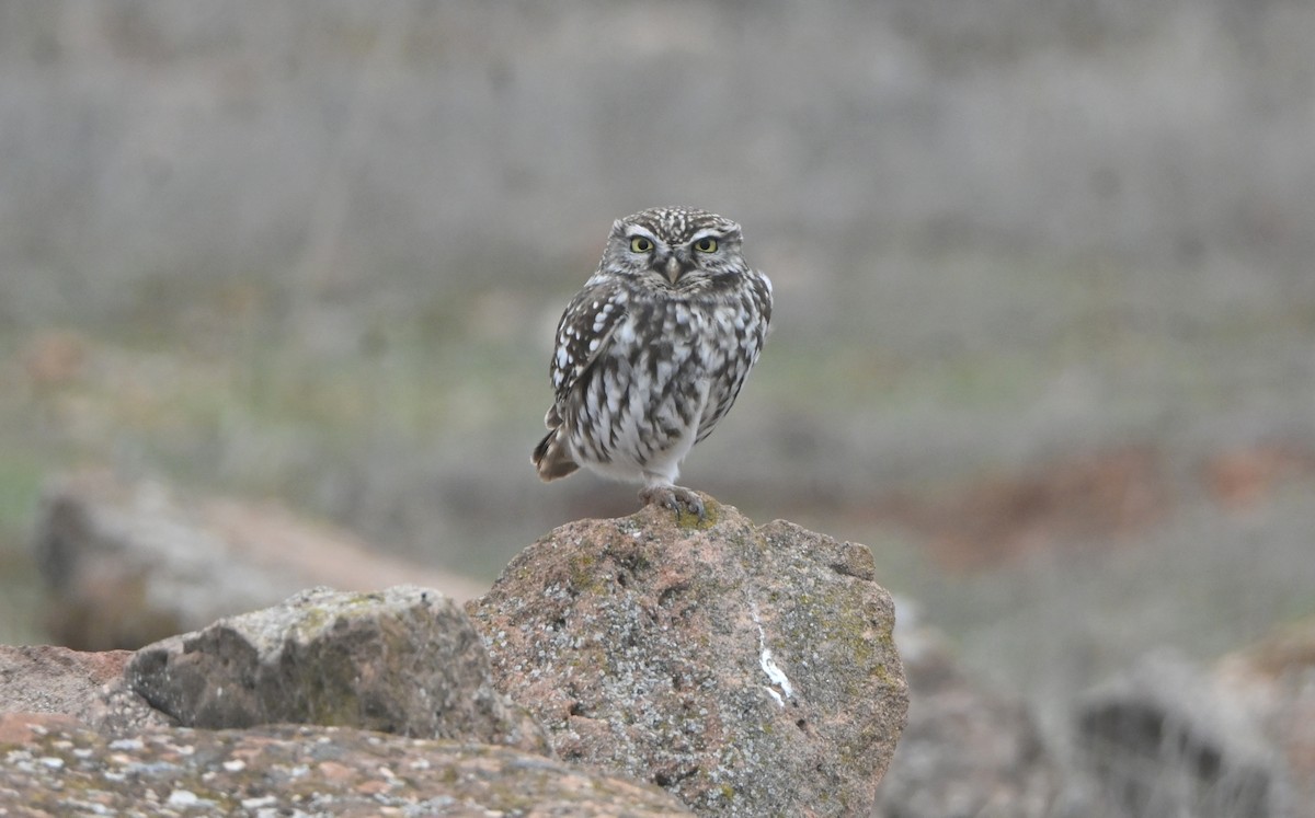 Little Owl - ML646655784