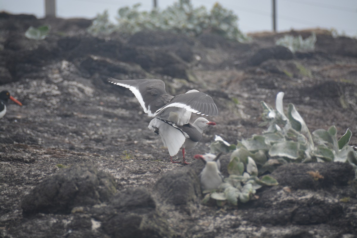 Dolphin Gull - ML646655792