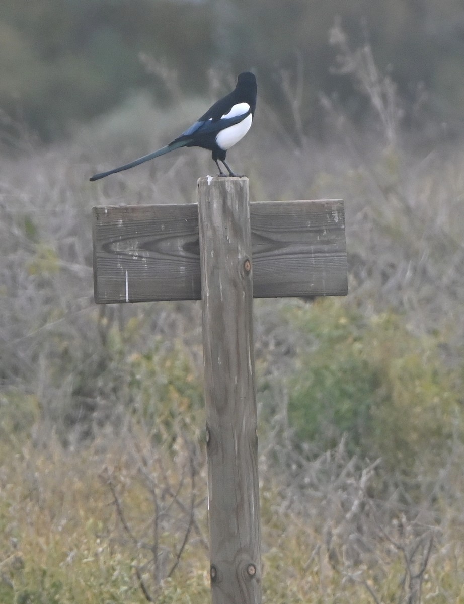 Eurasian Magpie - ML646655793