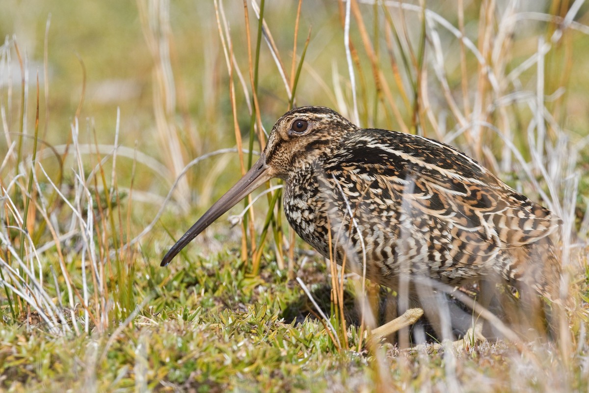 Fuegian Snipe - ML646655797