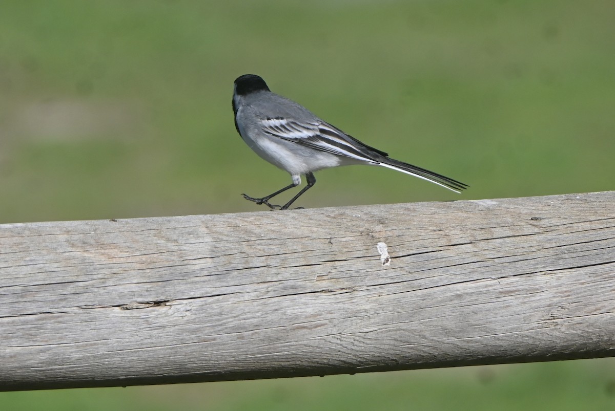 konipas bílý - ML646655802