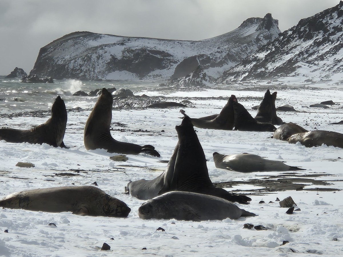 Southern Elephant Seal - ML646655806