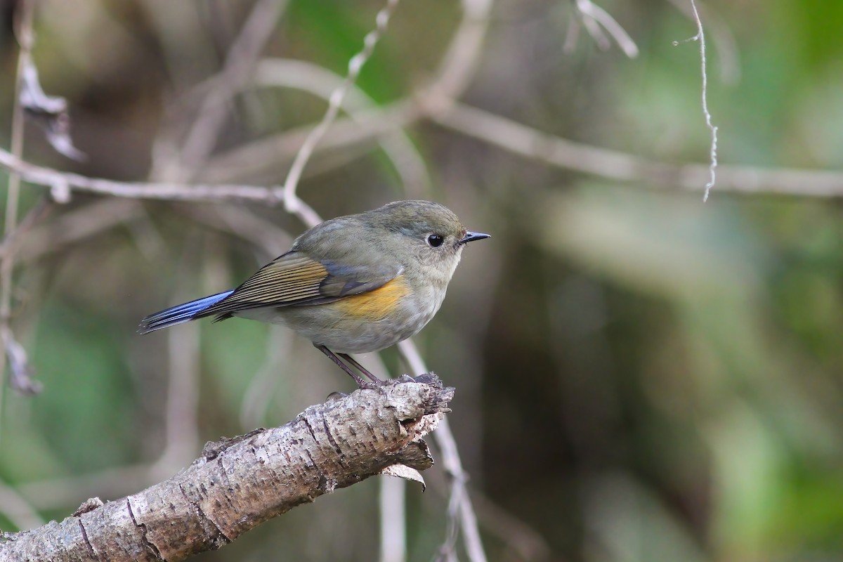 Himalayan Bluetail - ML646655807