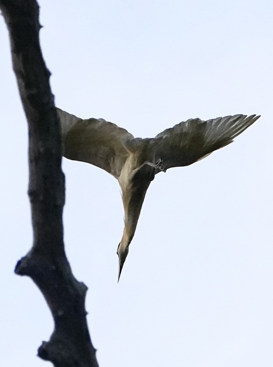 Capped Heron - ML646655810