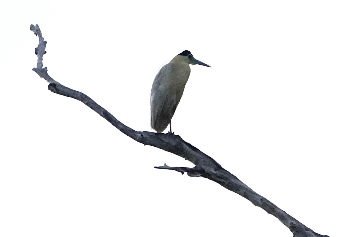 Capped Heron - ML646655811