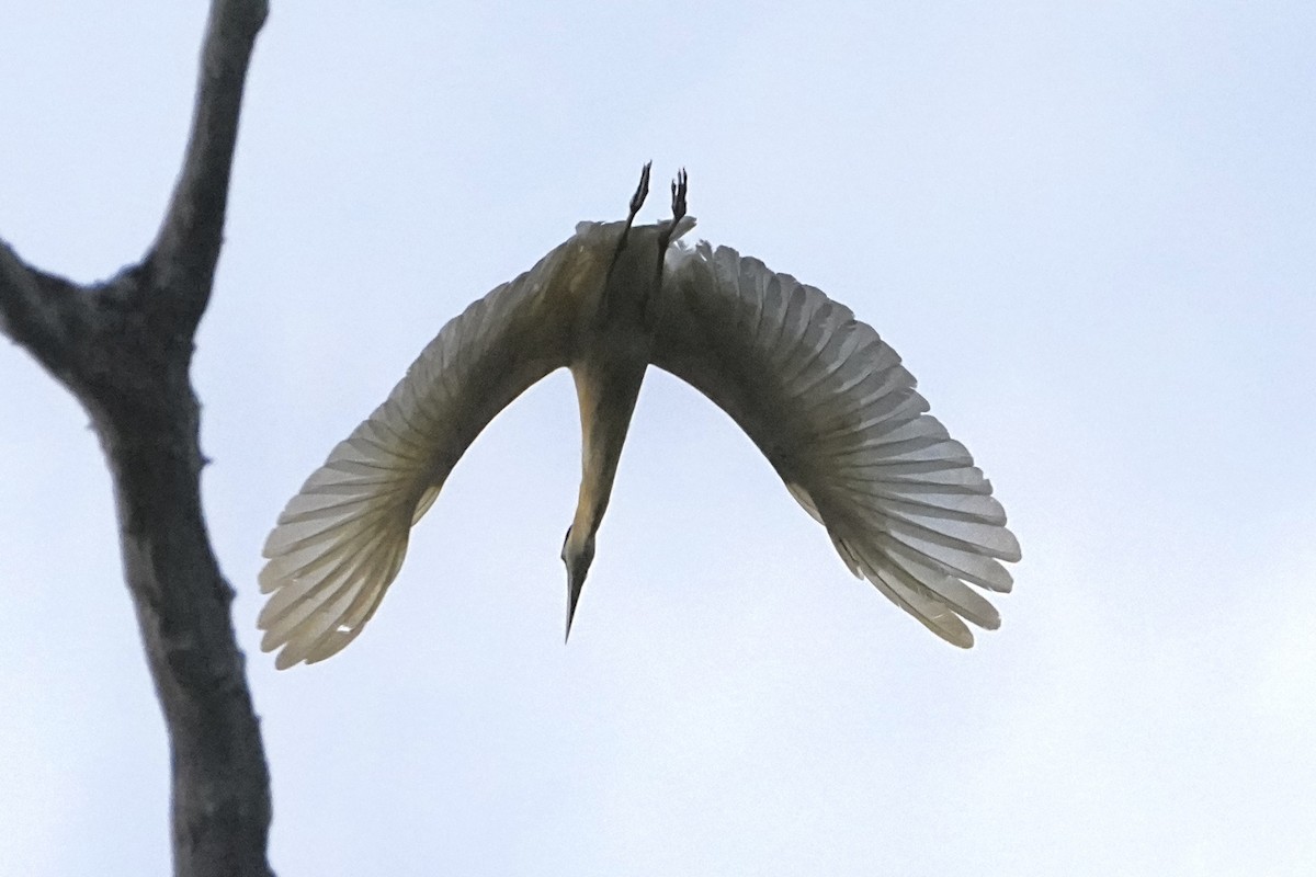 Capped Heron - ML646655812