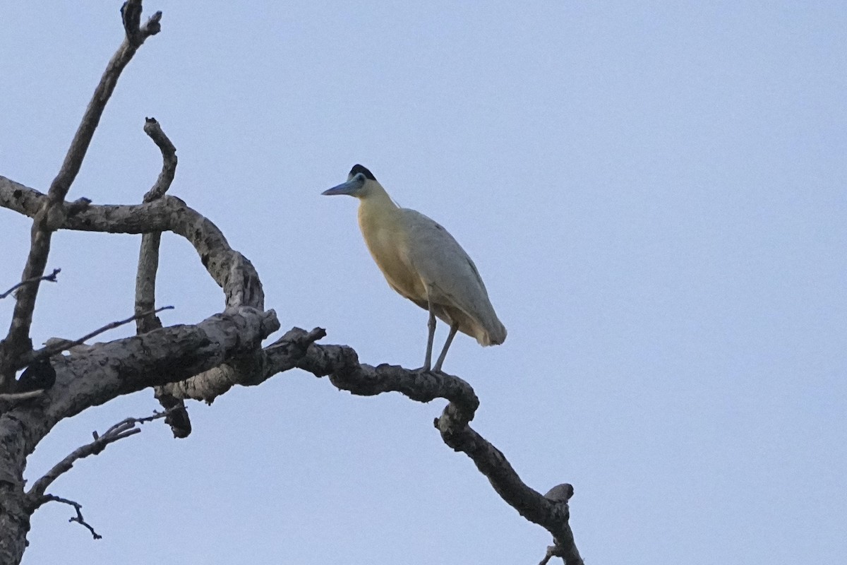 Capped Heron - ML646655813