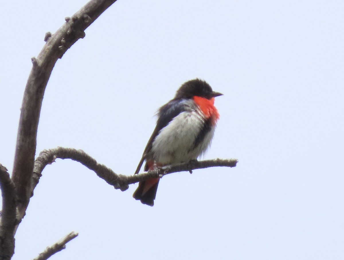 Mistletoebird - ML646655822