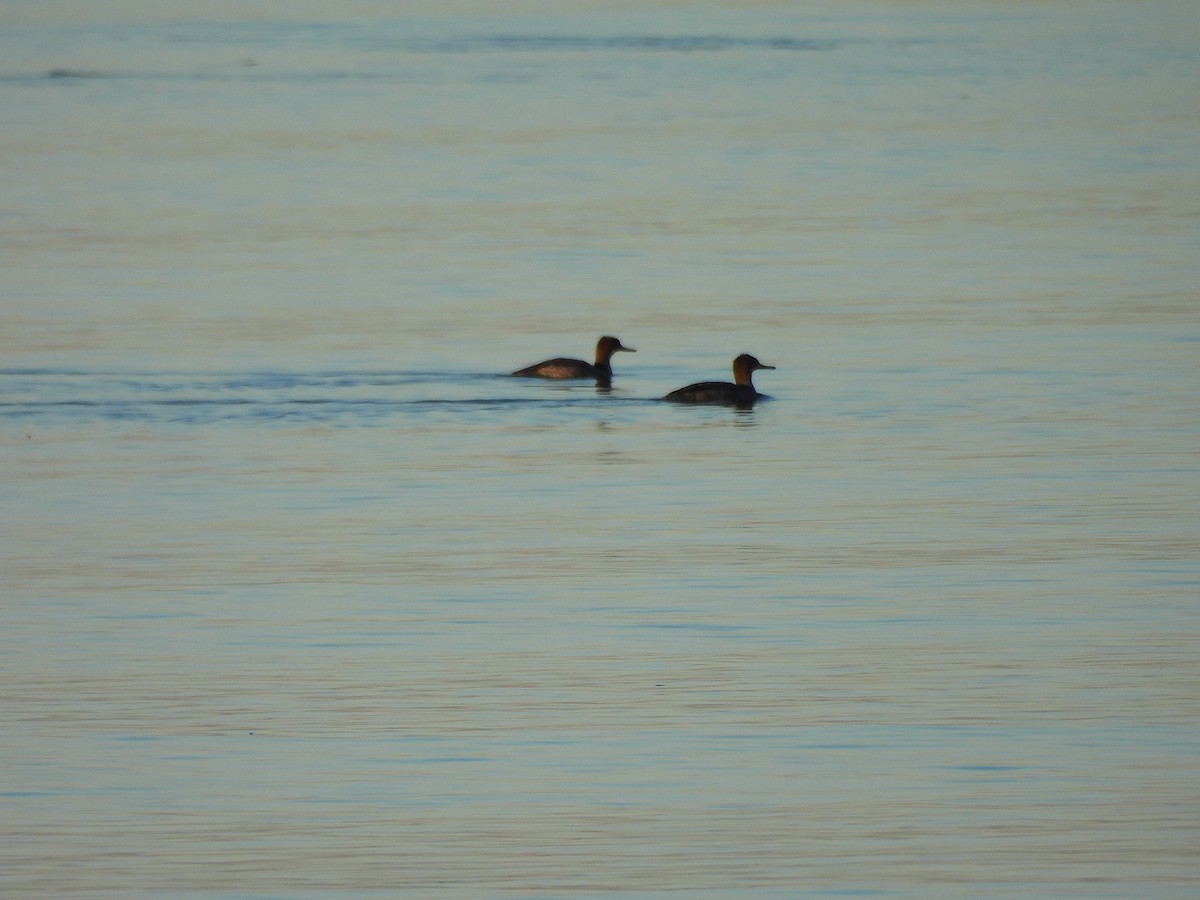 Serreta Mediana - ML646655834