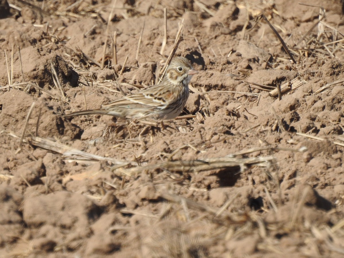 Vesper Sparrow - ML646655842