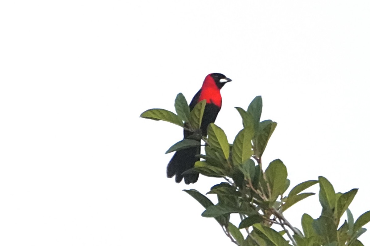 Masked Crimson Tanager - ML646655858