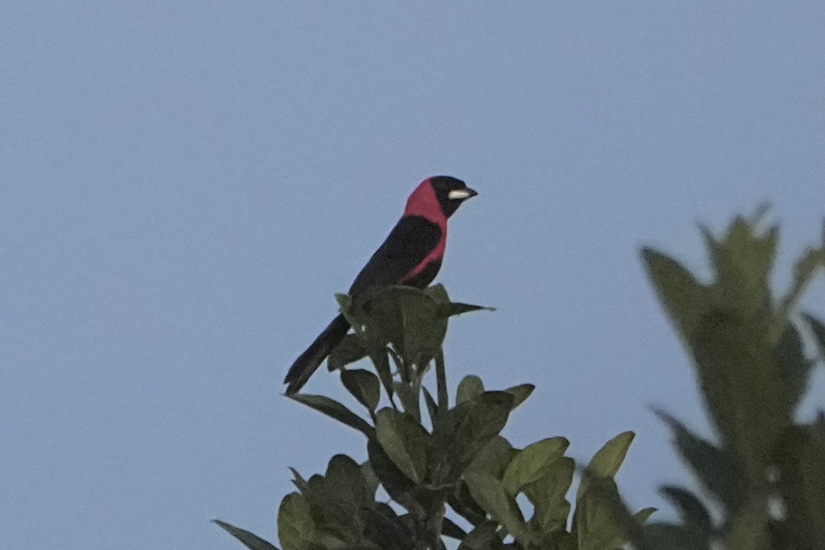 Masked Crimson Tanager - ML646655859