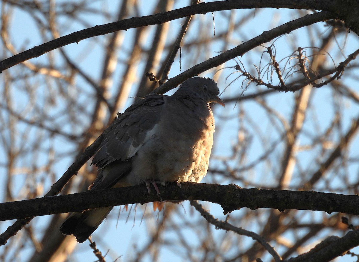 Common Wood-Pigeon - ML646655862