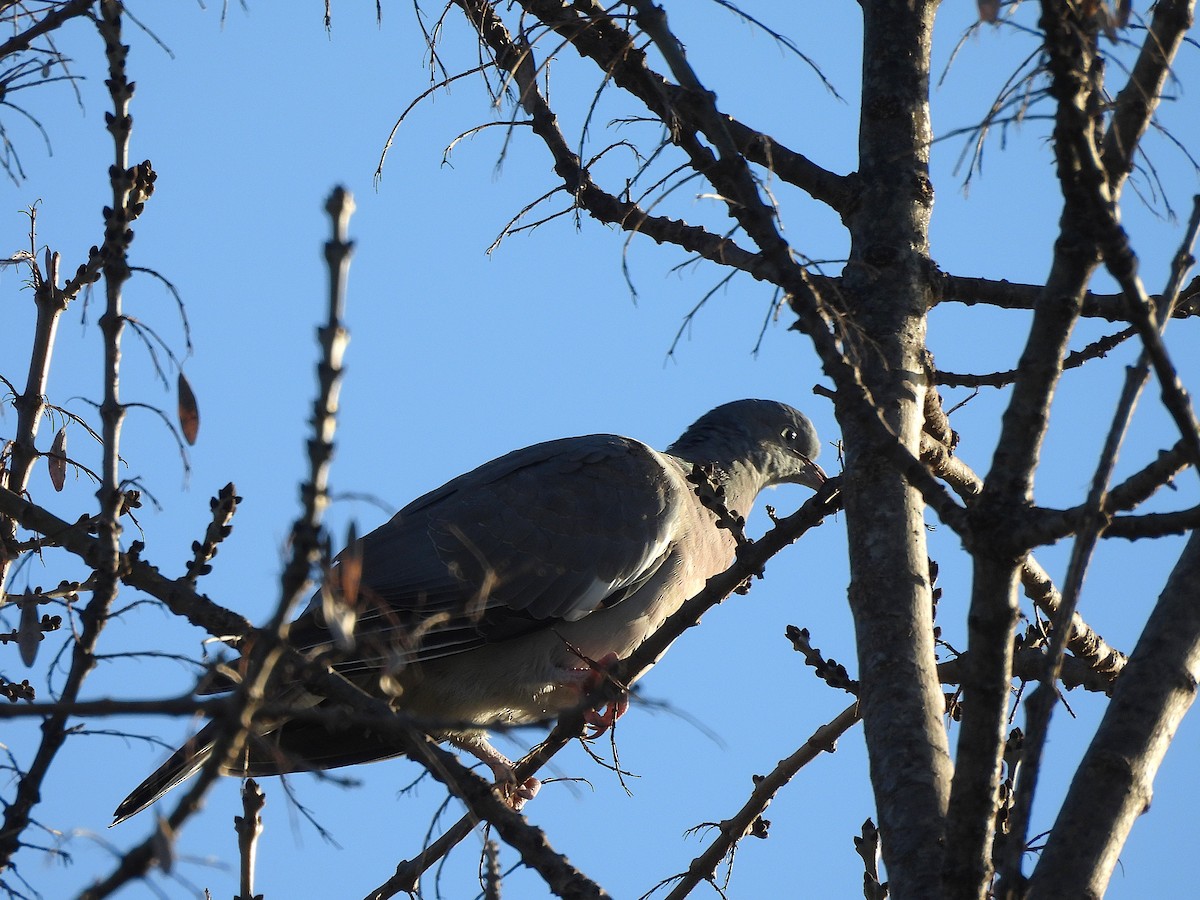Common Wood-Pigeon - ML646655863