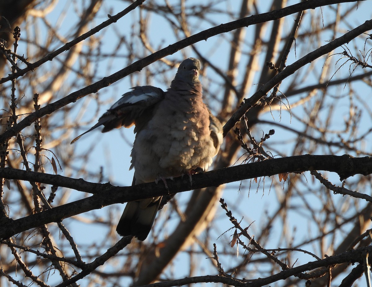 Common Wood-Pigeon - ML646655864