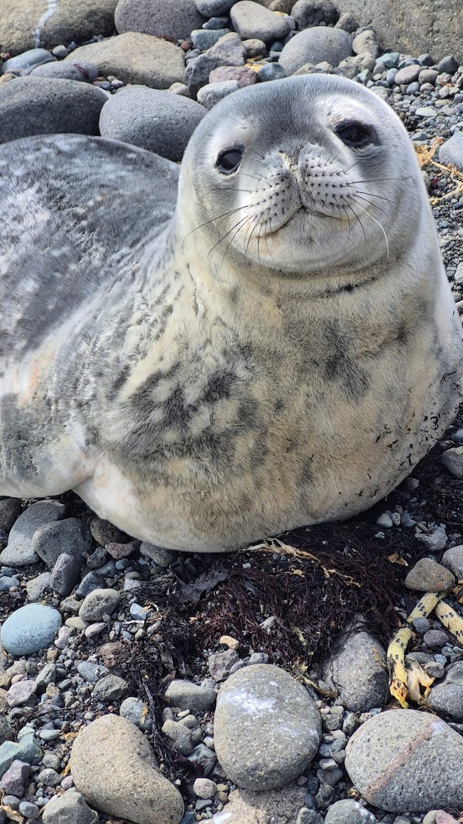 Weddell Seal - ML646655865