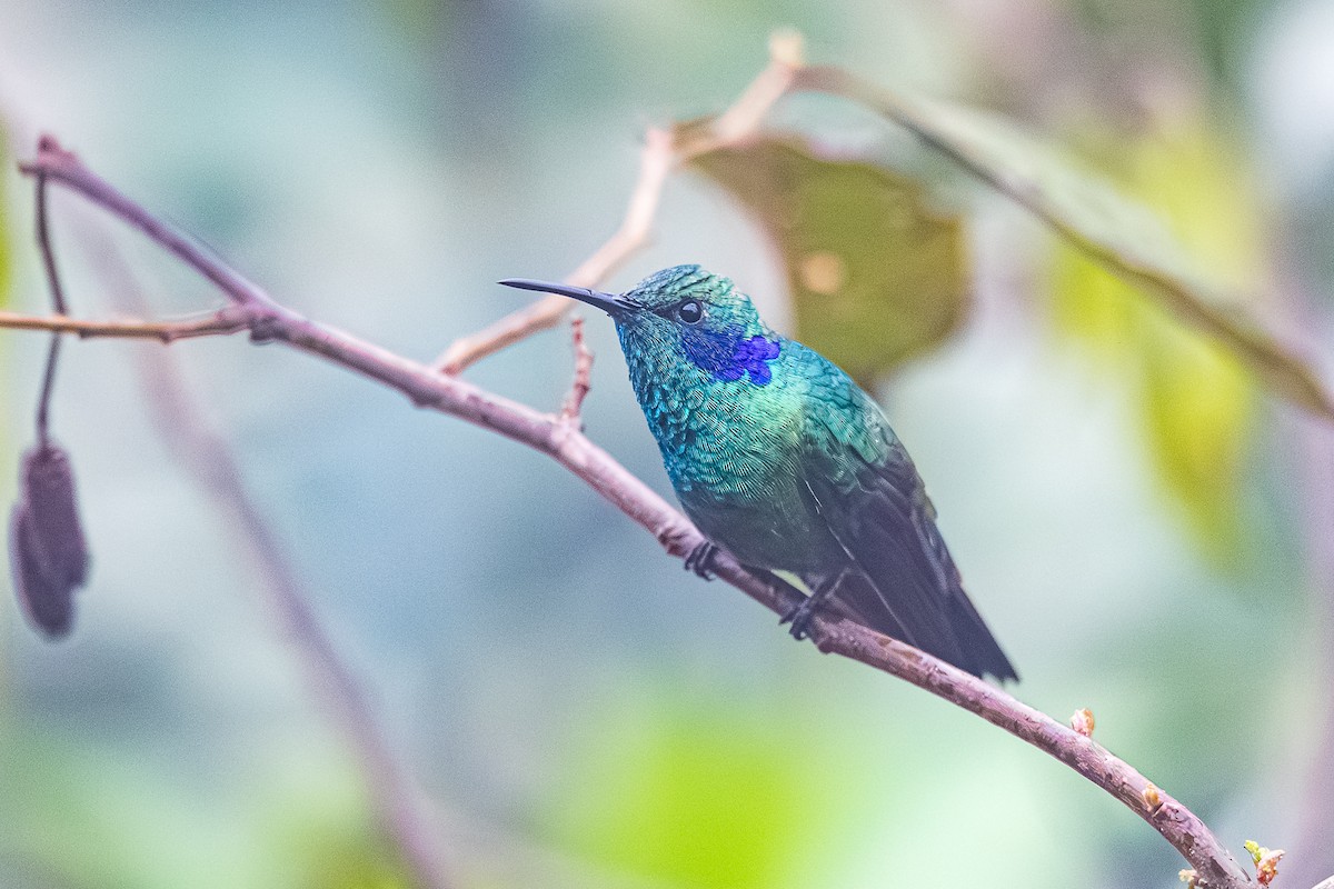 Lesser Violetear - ML646655869