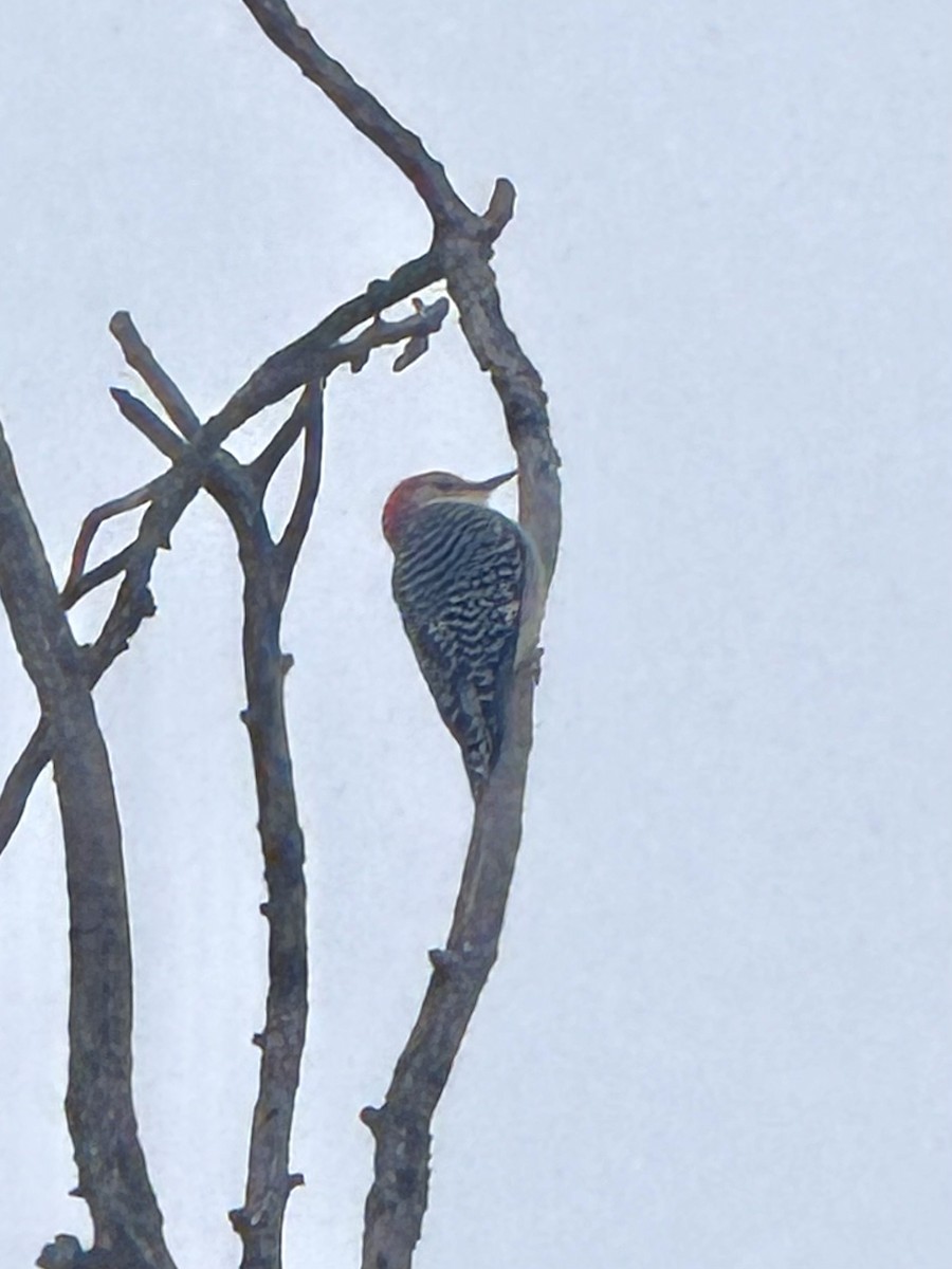 Гіла каролінська - ML646655870