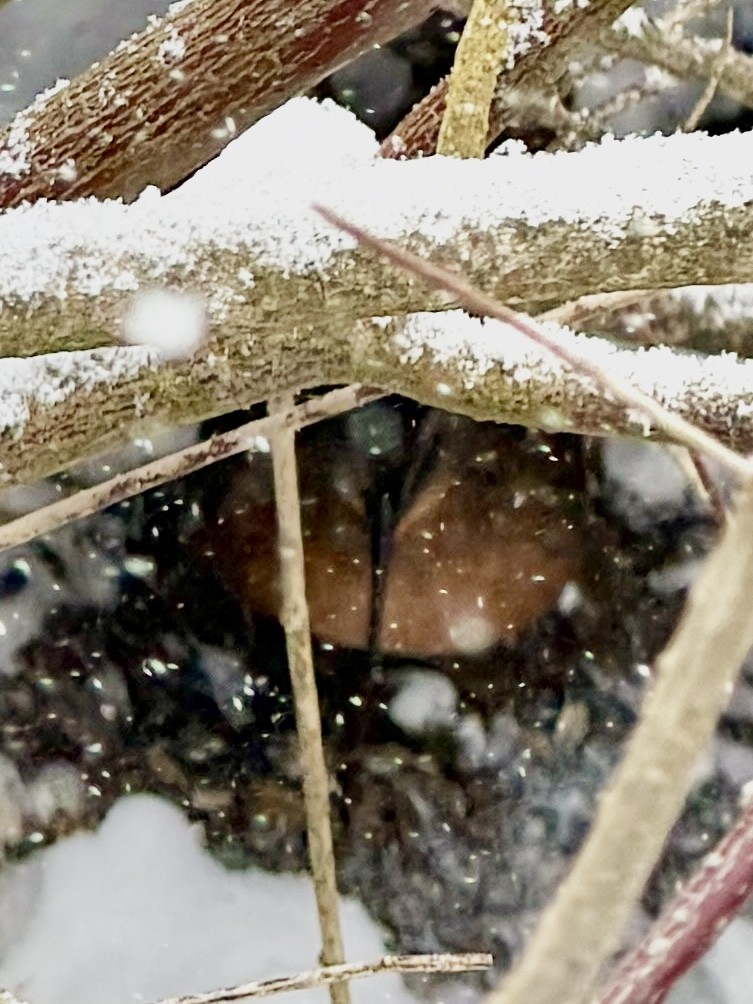 Пастушок віргінський - ML646655878