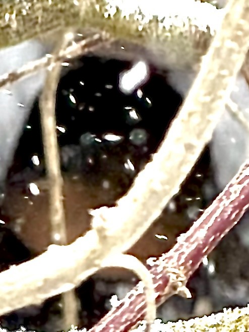 Пастушок віргінський - ML646655879