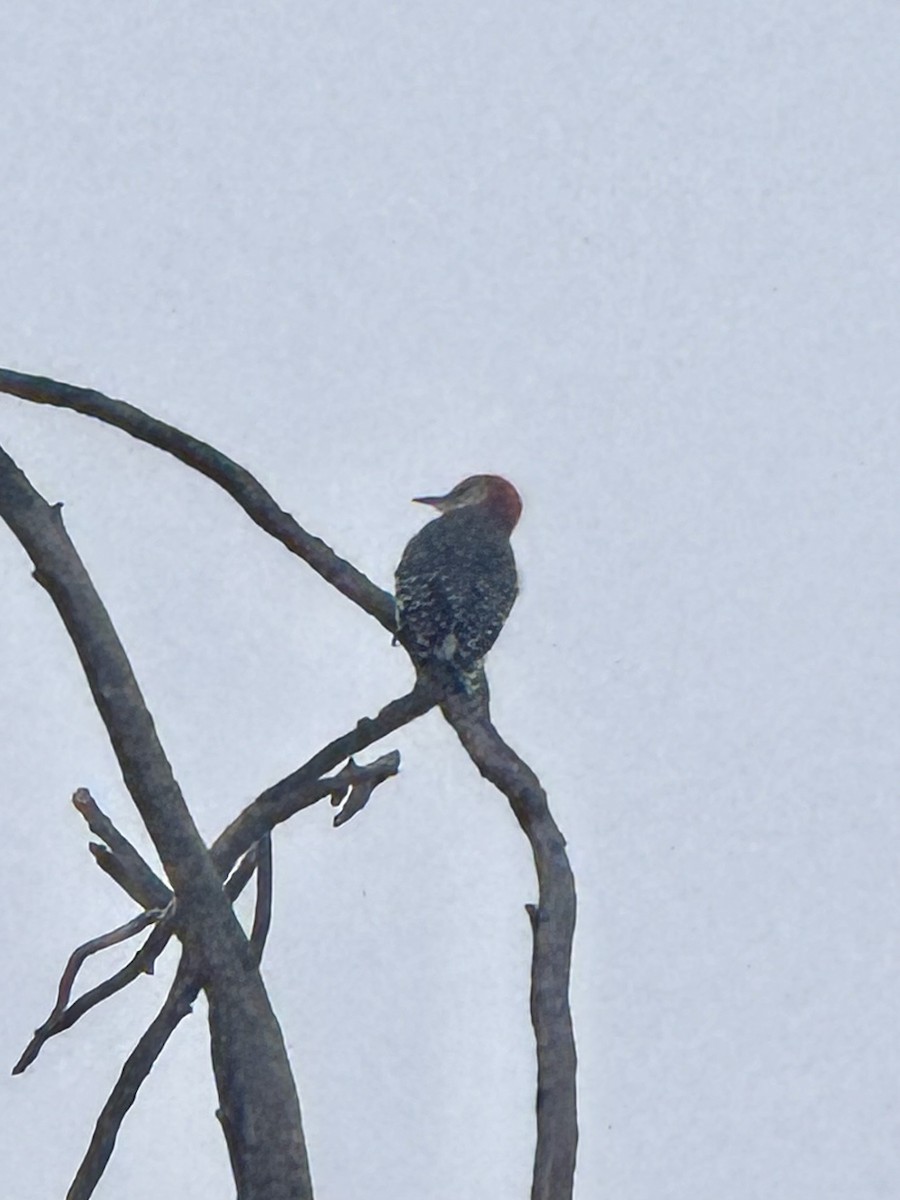 Гіла каролінська - ML646655880