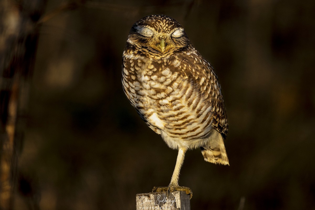 Mochuelo de Madriguera - ML646655883