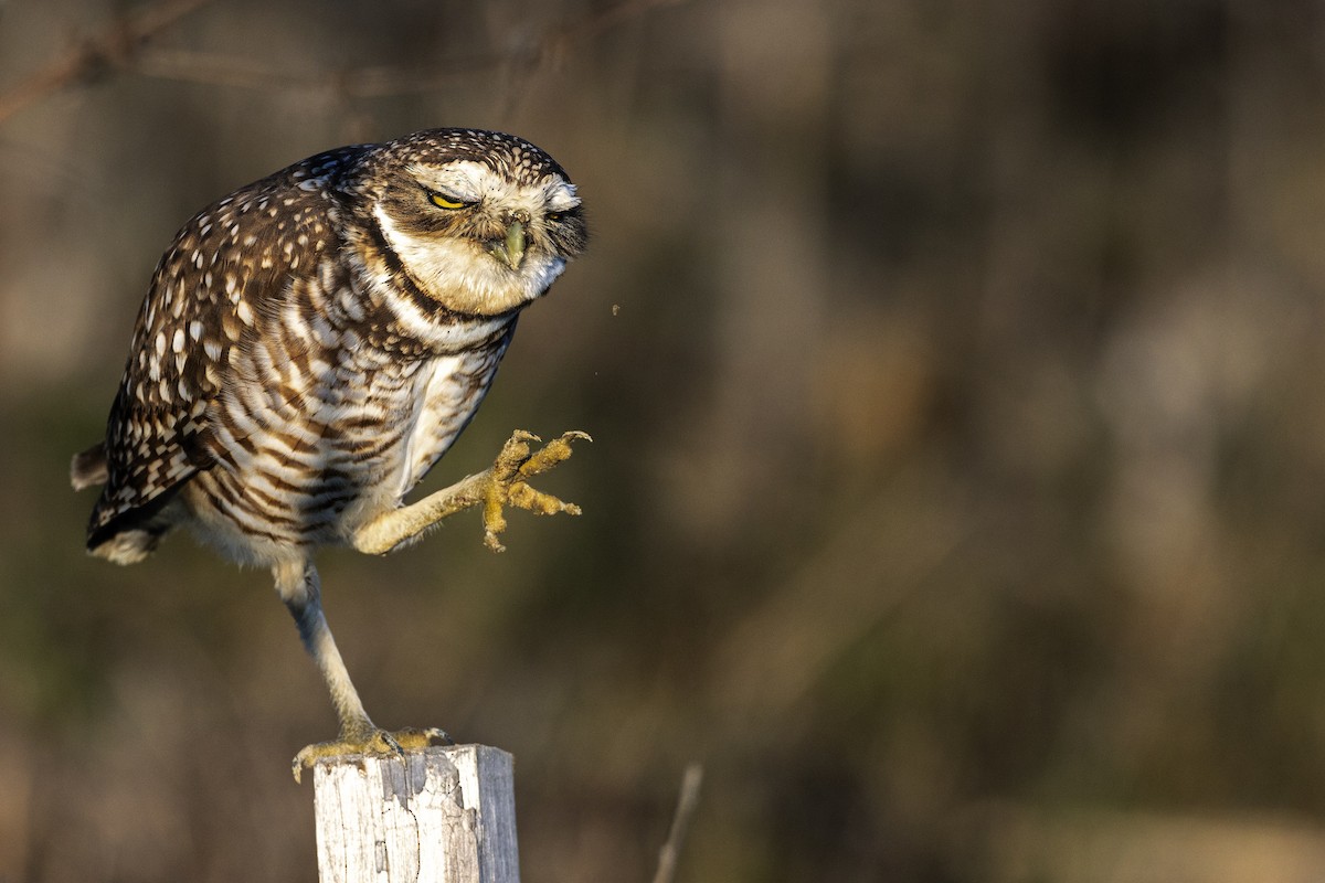 Mochuelo de Madriguera - ML646655884