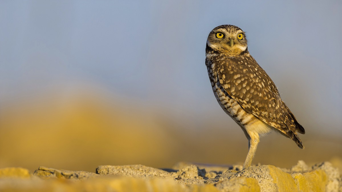 Mochuelo de Madriguera - ML646655885