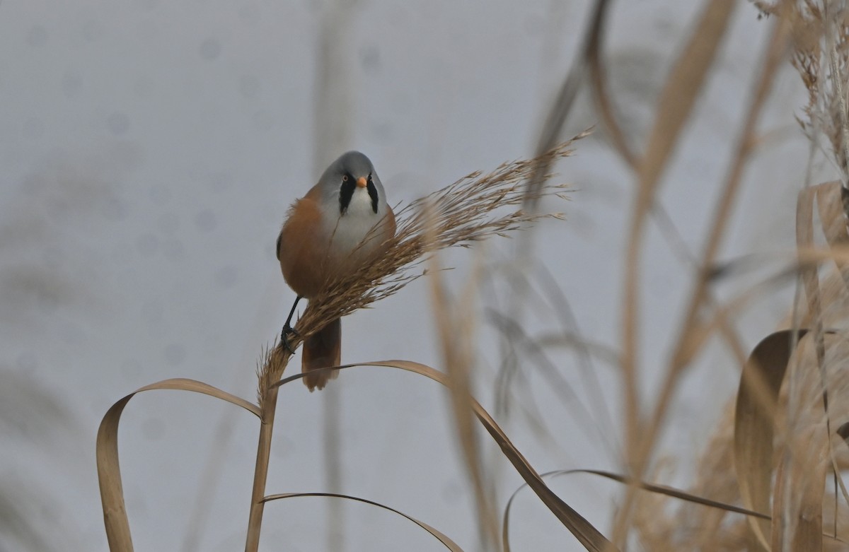 Bearded Reedling - ML646655887