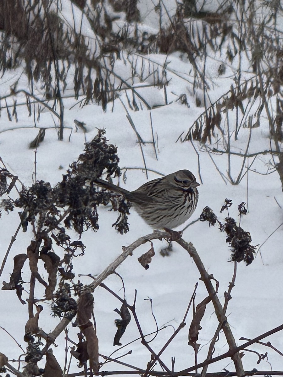 Пасовка співоча - ML646655888