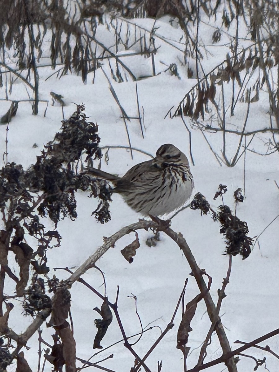Пасовка співоча - ML646655889