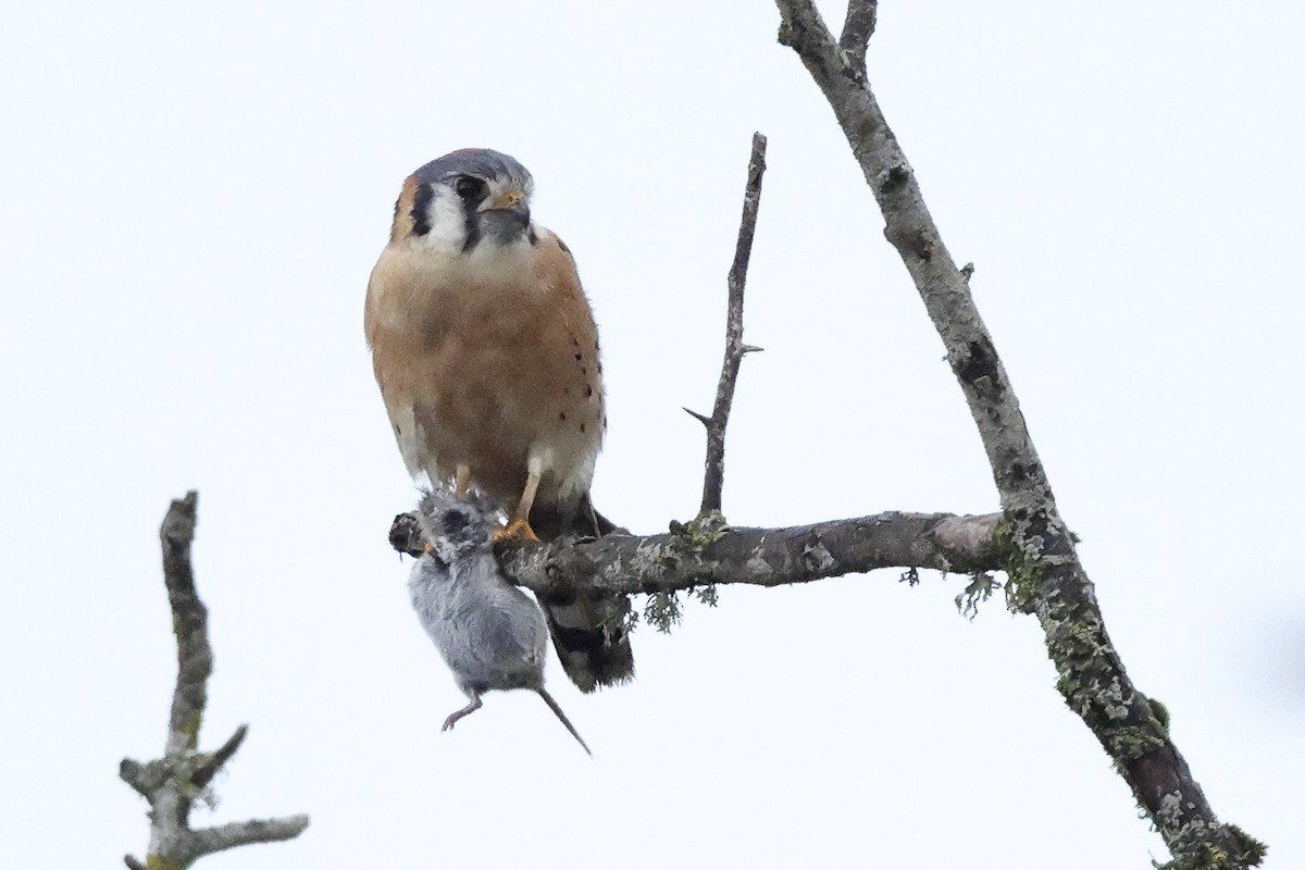 American Kestrel - ML646655892