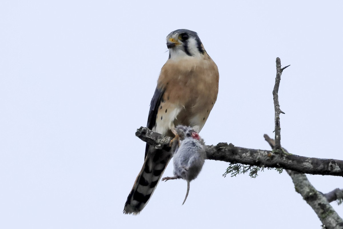 American Kestrel - ML646655893