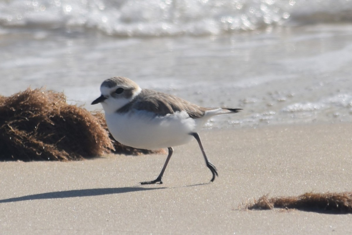 Snowy Plover - ML646655894
