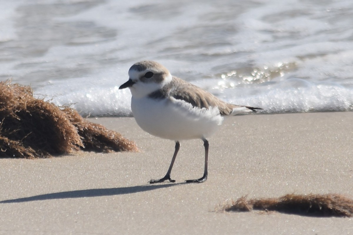 Snowy Plover - ML646655895