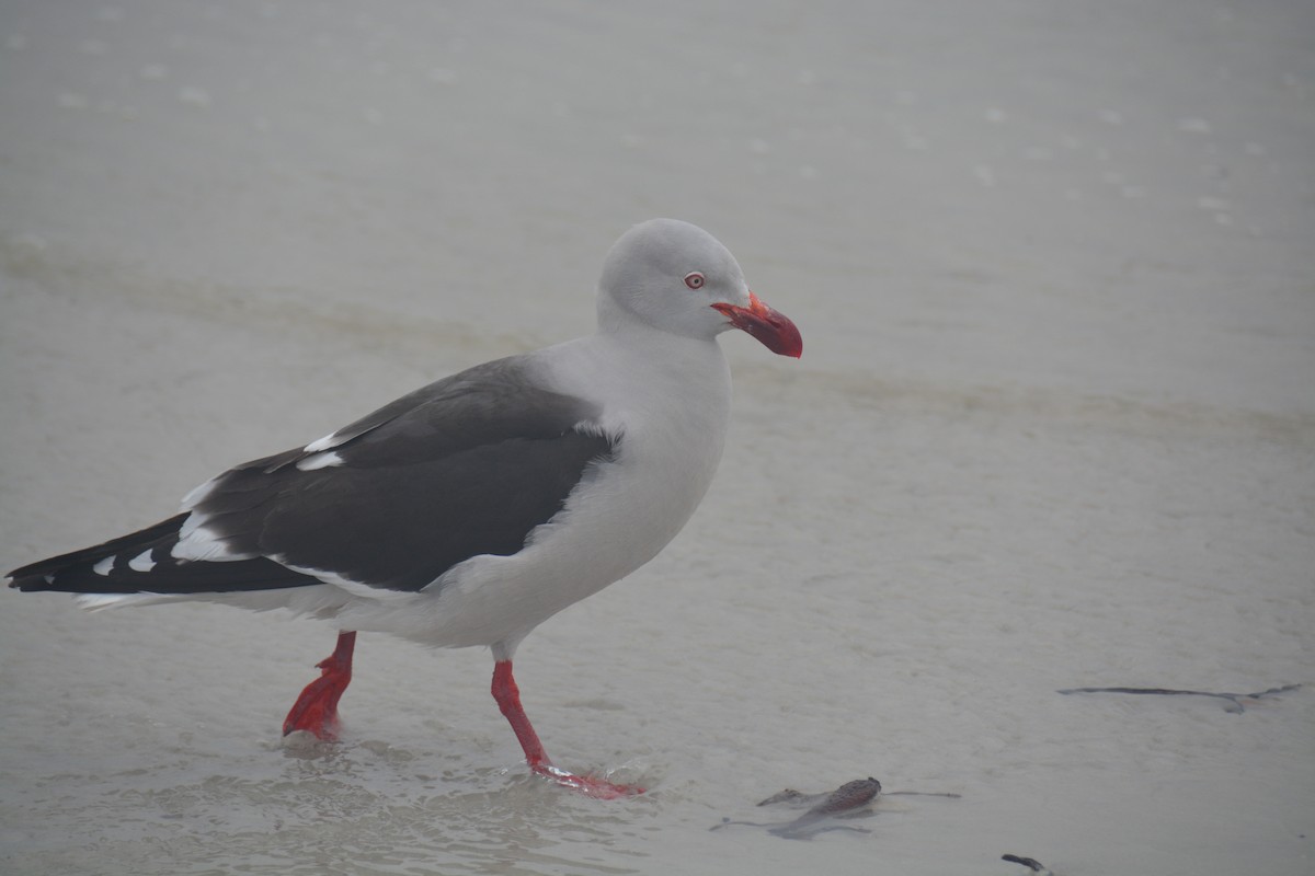 Dolphin Gull - ML646655897