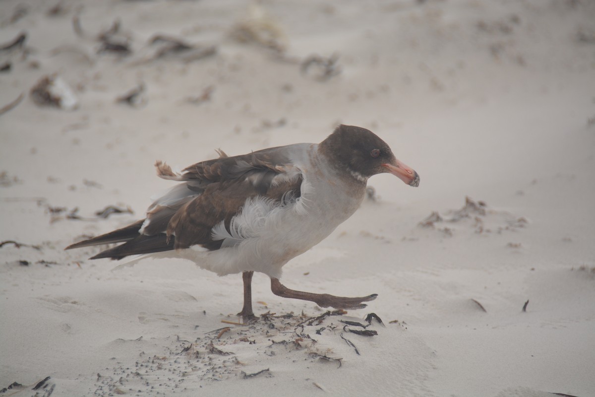 Goéland de Scoresby - ML646655898