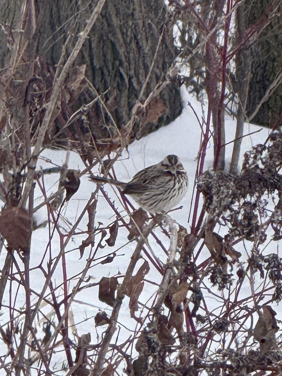 Пасовка співоча - ML646655901