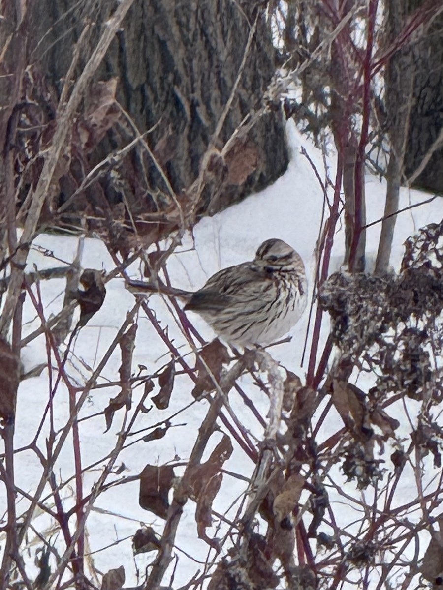 Пасовка співоча - ML646655902